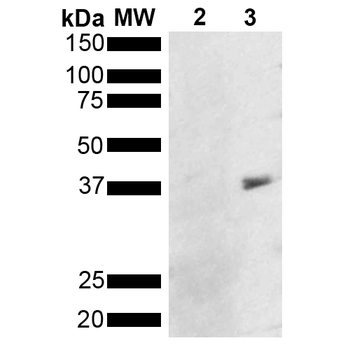 Metallothionein Antibody: APC
