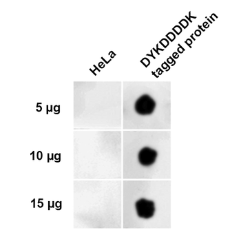 DYKDDDDK Tag Antibody (Equivalent to Sigma's FLAG M2 Antibody): RPE