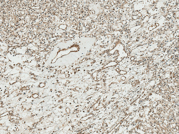 TCF4 Antibody (HRP)