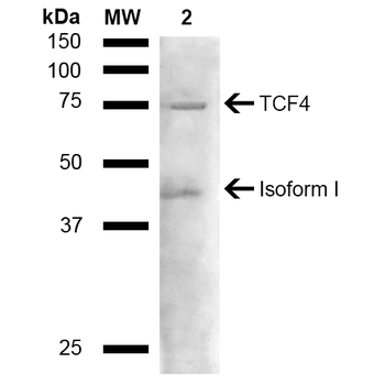 TCF4 Antibody (PerCP)