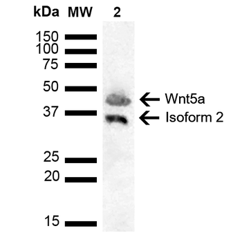 Wnt5a Antibody: APC