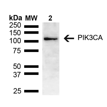 PIK3CA Antibody: APC