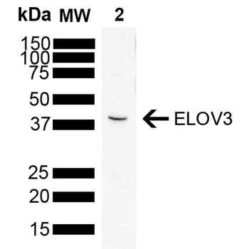 ELOVL3 Antibody
