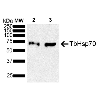 TbHsp70 Antibody (HRP)
