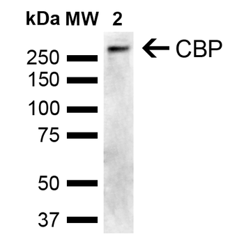 CBP Antibody (HRP)