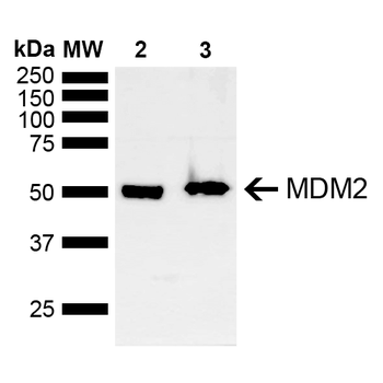 MDM2 Antibody: PerCP