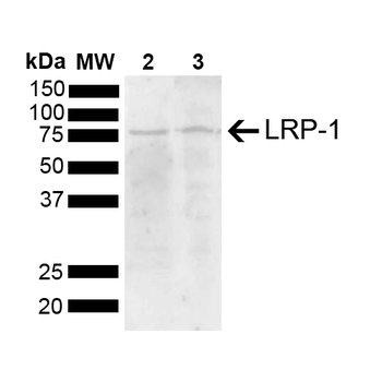 LRP1 Antibody: HRP