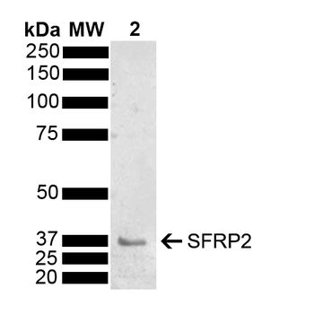 SFRP2 Antibody: Biotin