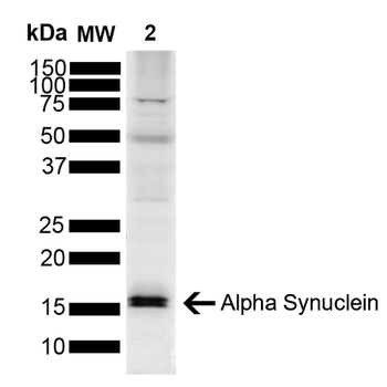 Alpha Synuclein Antibody: Biotin