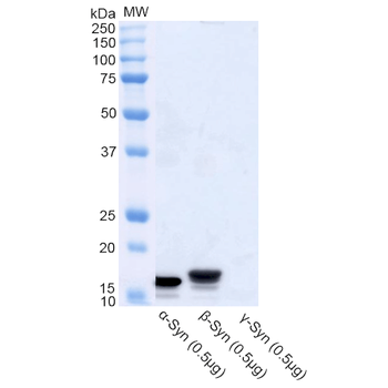 Alpha Synuclein Antibody: Biotin