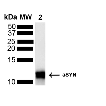 Alpha Synuclein Antibody: Biotin