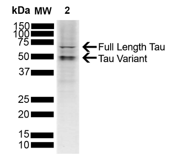 Tau Antibody: APC