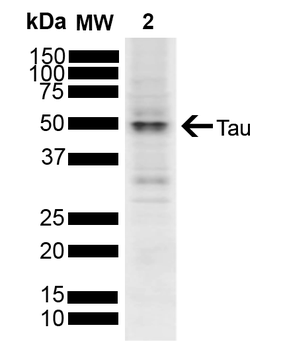 Tau Antibody: APC