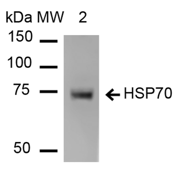 HSP70 Antibody: Biotin