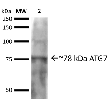 ATG7 Antibody (RPE)