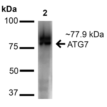 ATG7 Antibody (RPE)