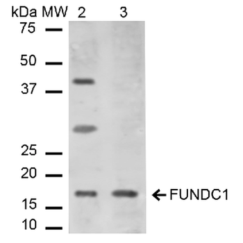 FUNDC1 Antibody: Biotin