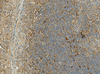 Rubicon Antibody