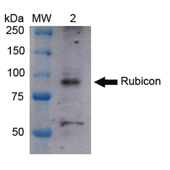Rubicon Antibody: Biotin
