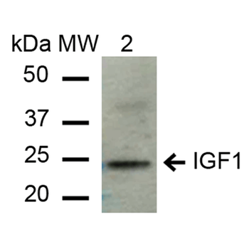IGF-1 Antibody: PerCP