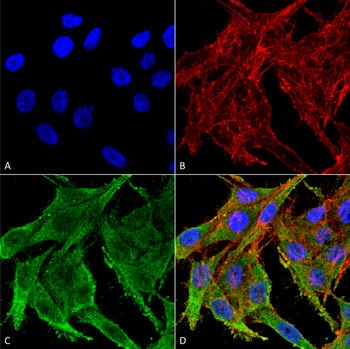 Kir4.1 Antibody