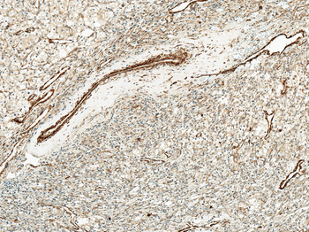 Kir4.1 Antibody: HRP