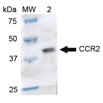 CCR2 Antibody: Biotin