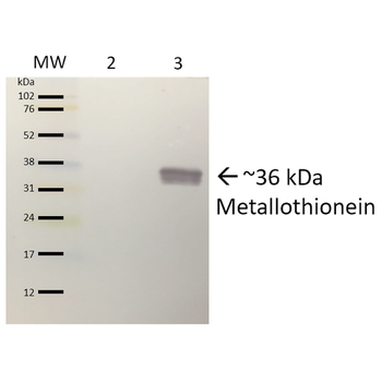 Metallothionein Antibody: APC