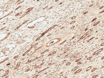 FNIP1 Antibody: APC