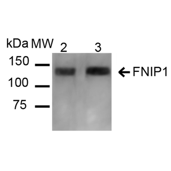 FNIP1 Antibody: APC