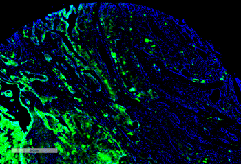 Thyroid Hormone Receptor Antibody (RPE)