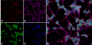 Thyroid Hormone Receptor Antibody (RPE)
