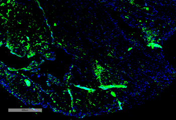 parvalbumin Antibody (PerCP)