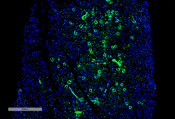 parvalbumin Antibody (PerCP)