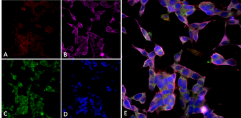 parvalbumin Antibody (PerCP)