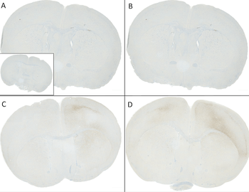 Alpha Synuclein Antibody (pSer129): Biotin