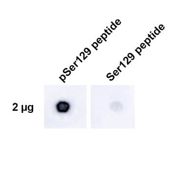 Alpha Synuclein Antibody (pSer129): Biotin