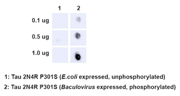 Tau Antibody (pSer202/ pThr205): Biotin