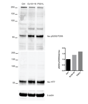 Tau Antibody (pSer202/ pThr205): Biotin
