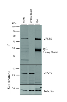 VPS35 Antibody: APC