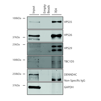 VPS35 Antibody: APC