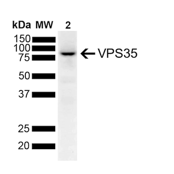 VPS35 Antibody: APC
