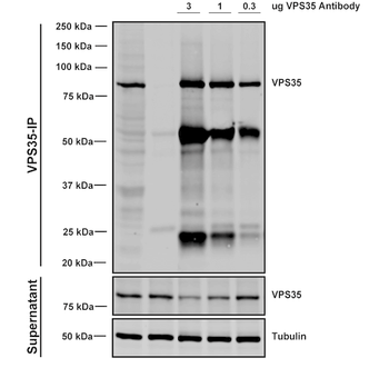 VPS35 Antibody: APC