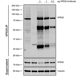 VPS35 Antibody: APC