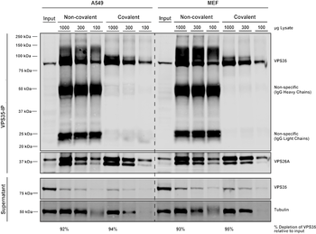 VPS35 Antibody: APC