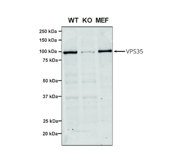 VPS35 Antibody: FITC