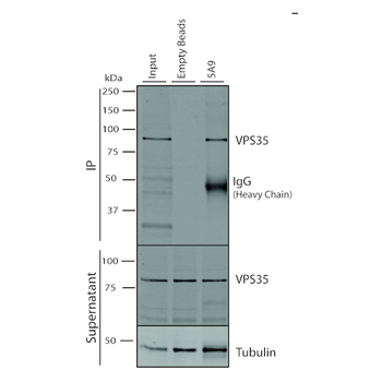 VPS35 Antibody