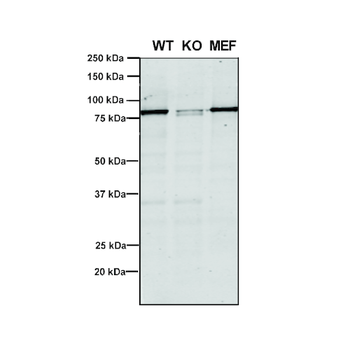 VPS35 Antibody