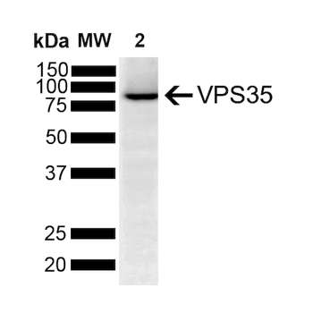 VPS35 Antibody