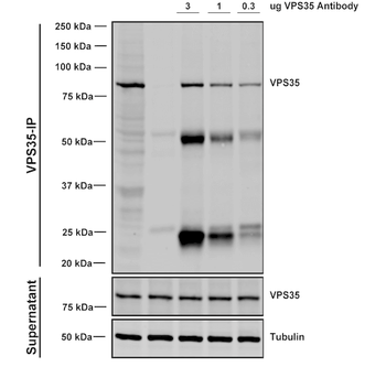 VPS35 Antibody